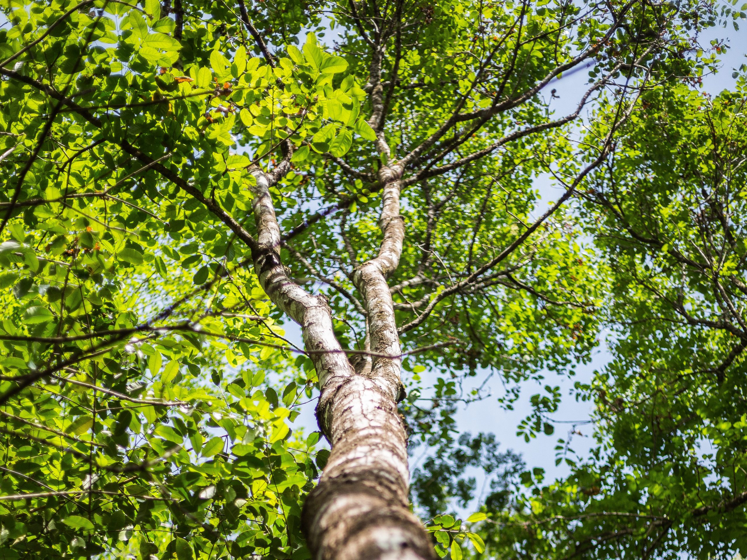 ForestFinance Capital