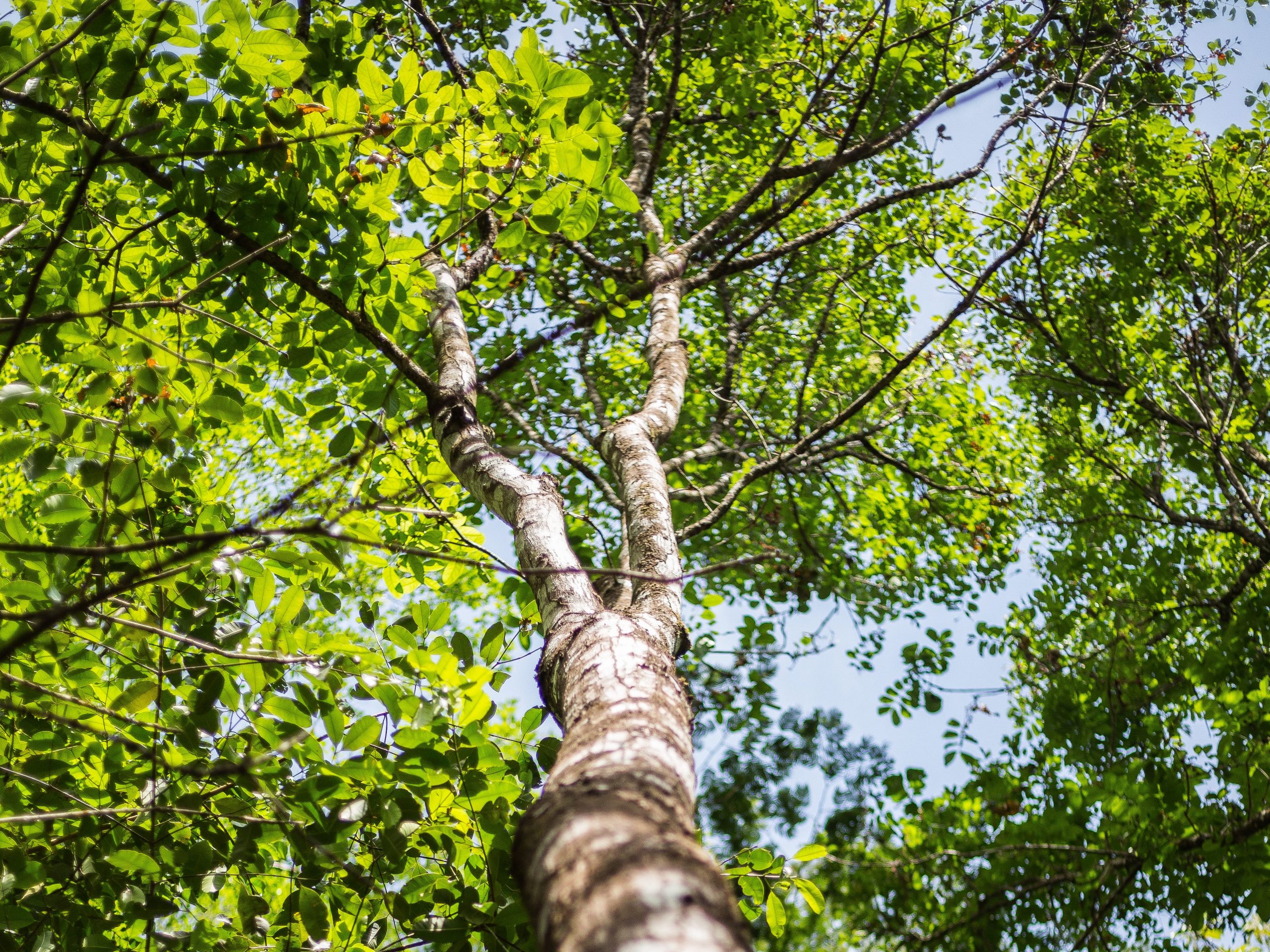 ForestFinance Capital