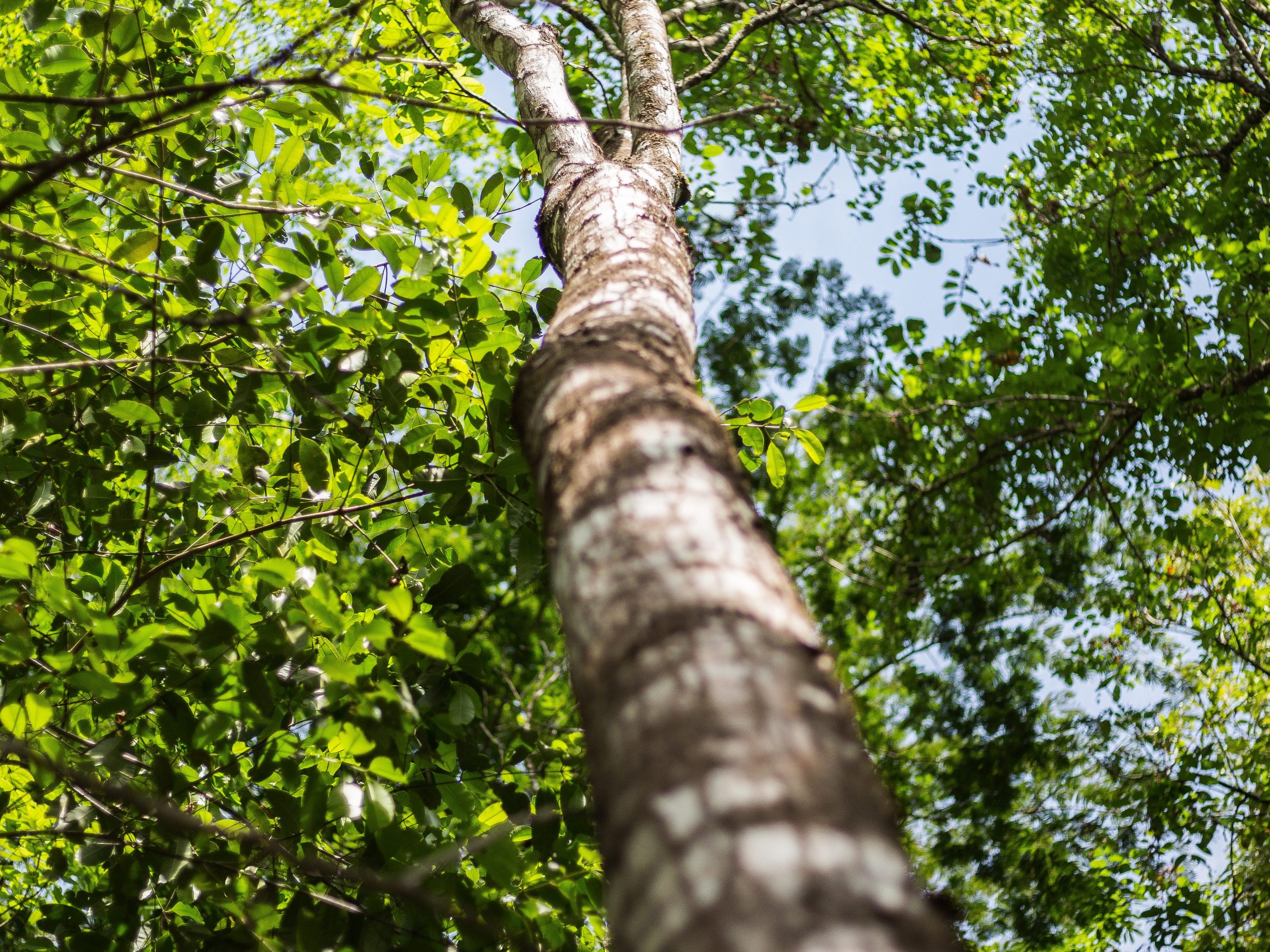 ForestFinance Capital