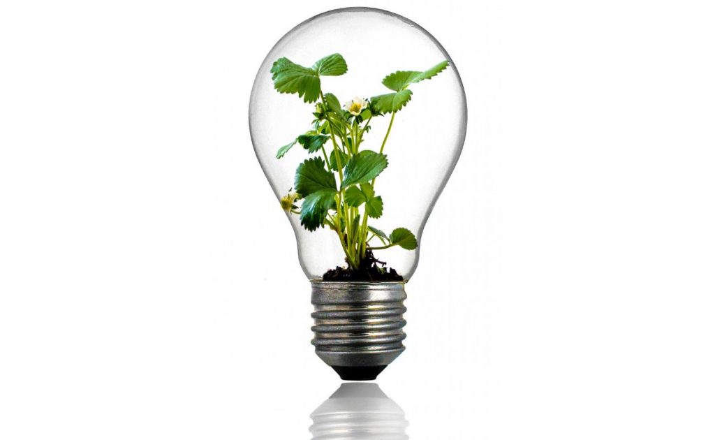 Investments für Nachhaltigkeit: Glühlampe mit wachsender Pflanze im Inneren
